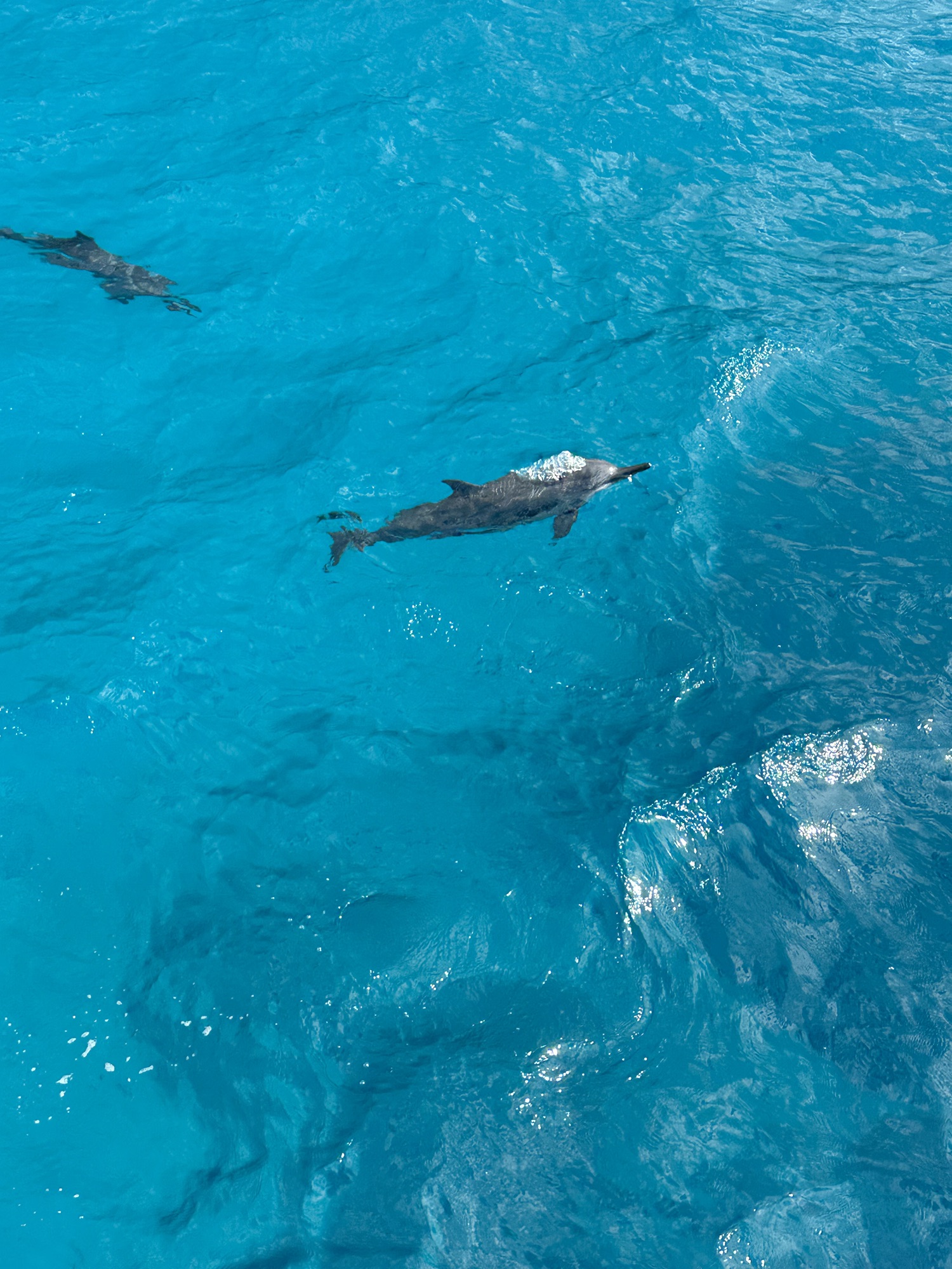 “We all were sea-swallowed, though some cast again, And by that destiny, to perform an act whereof what’s past is prologue, what to come, In yours and my discharge.” ~Shakespeare’s The Tempest