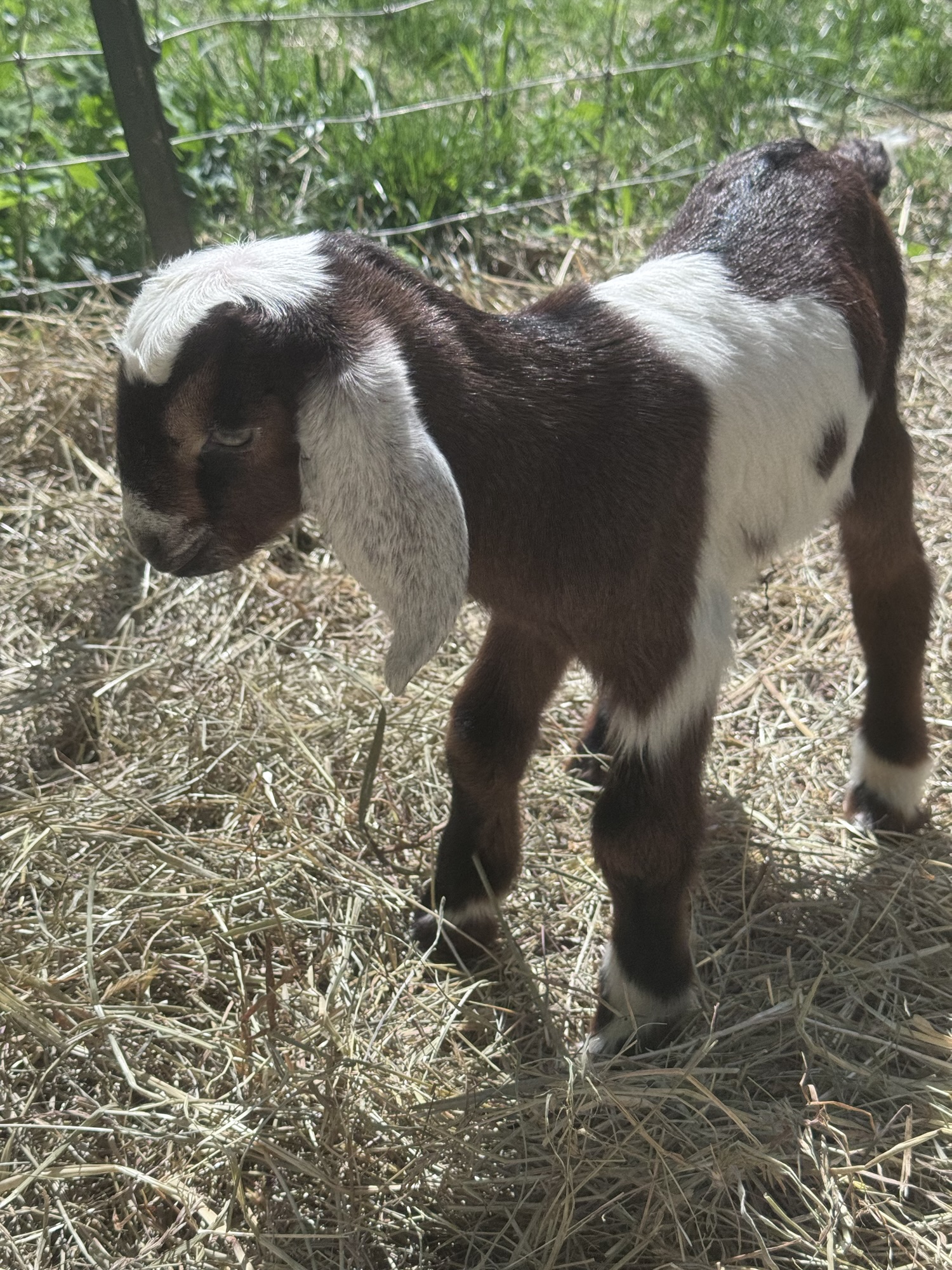 Baby Goat Bloat