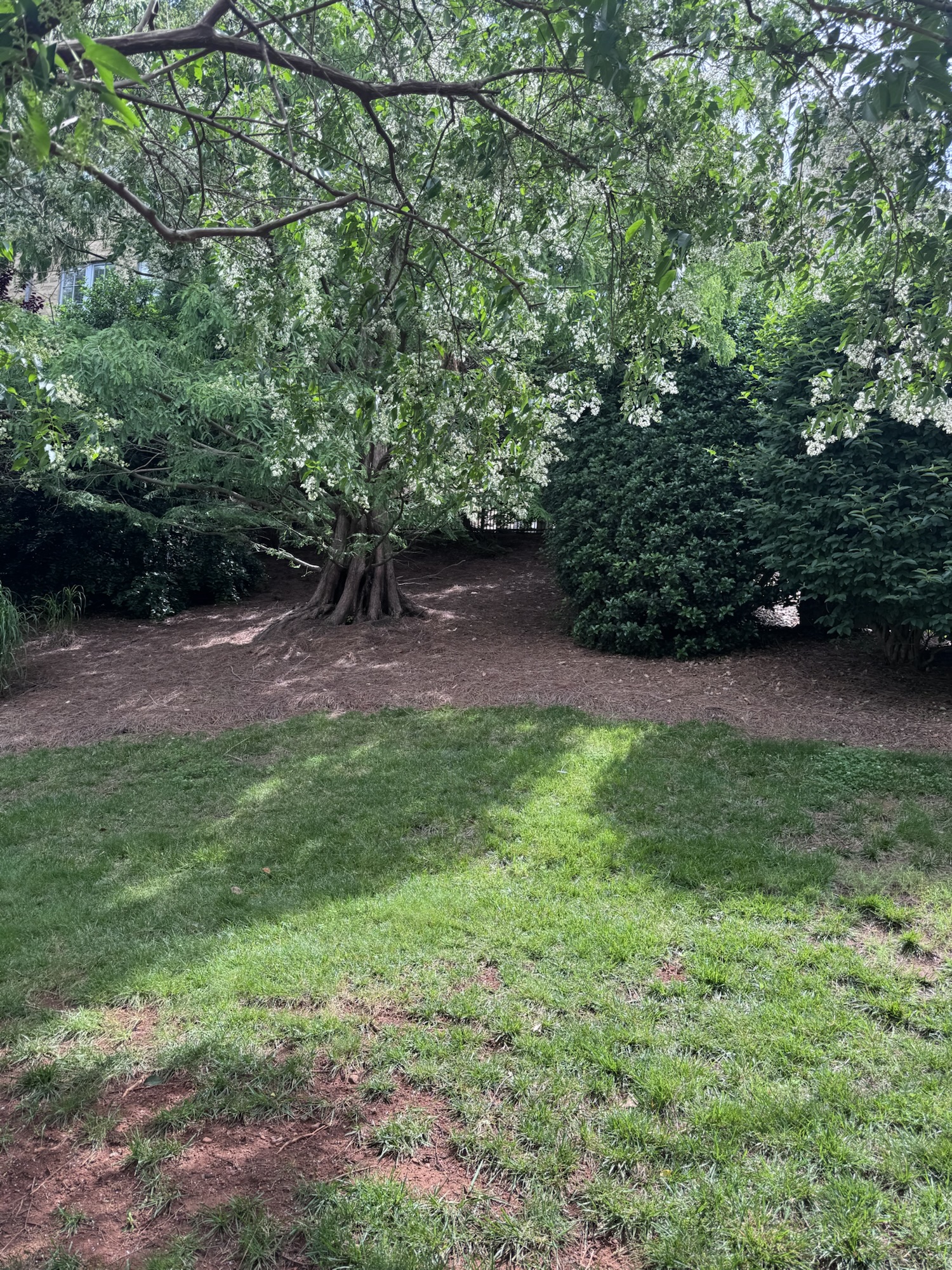 Between Pandemics Diary