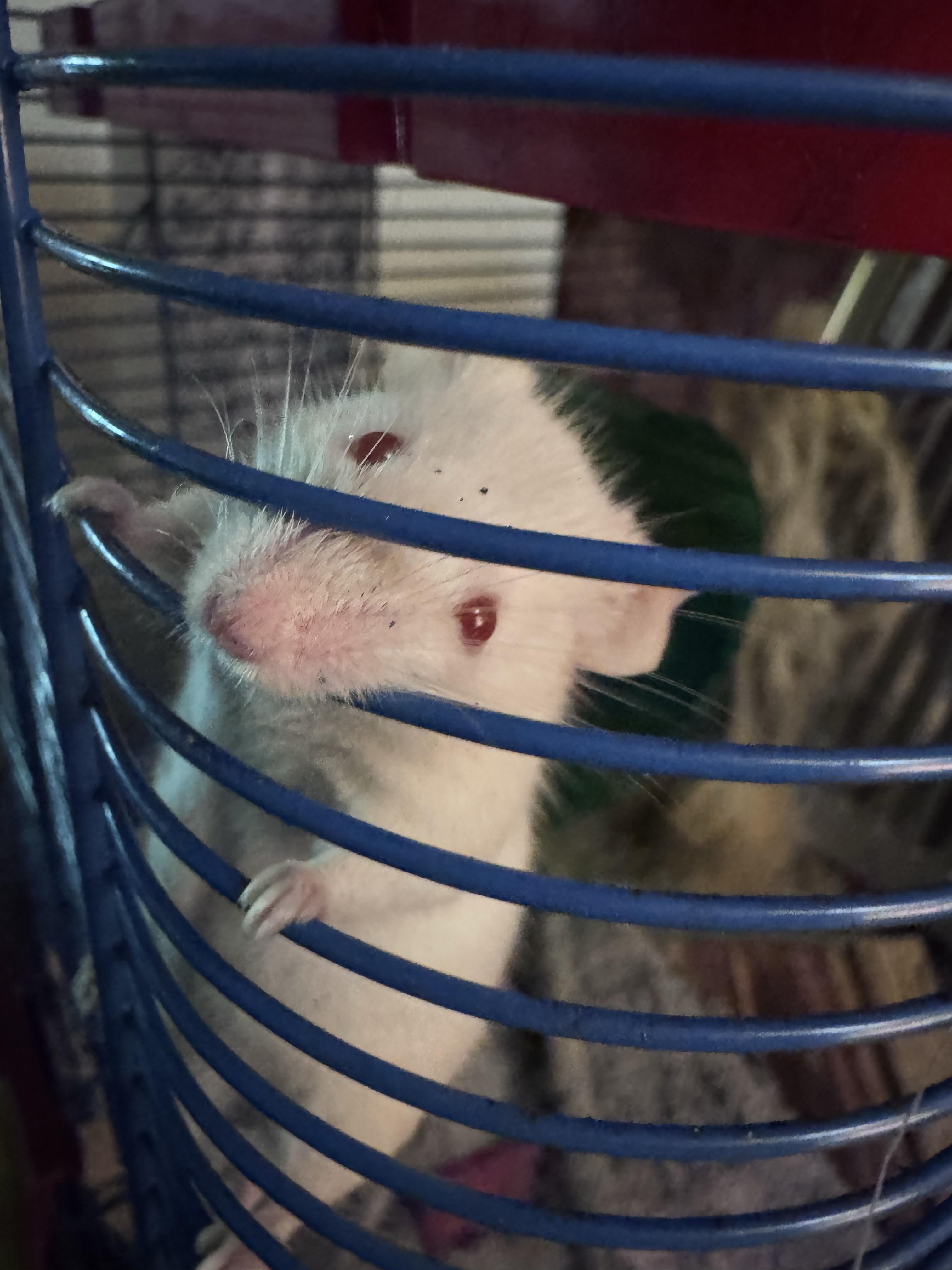 Between Pandemics Diary