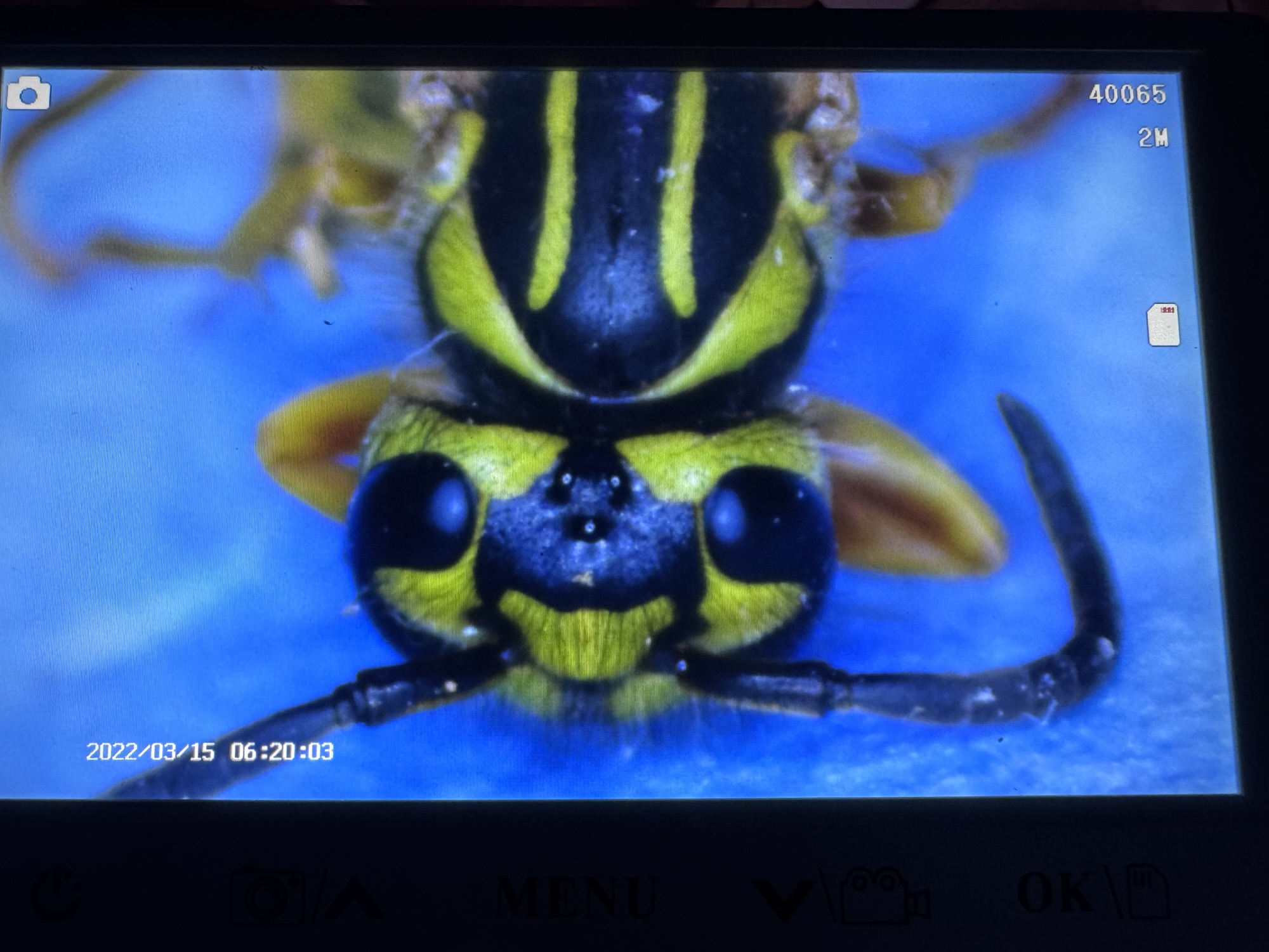 Is pain useful for learning biology? Step on a southern yellow jacket nest.