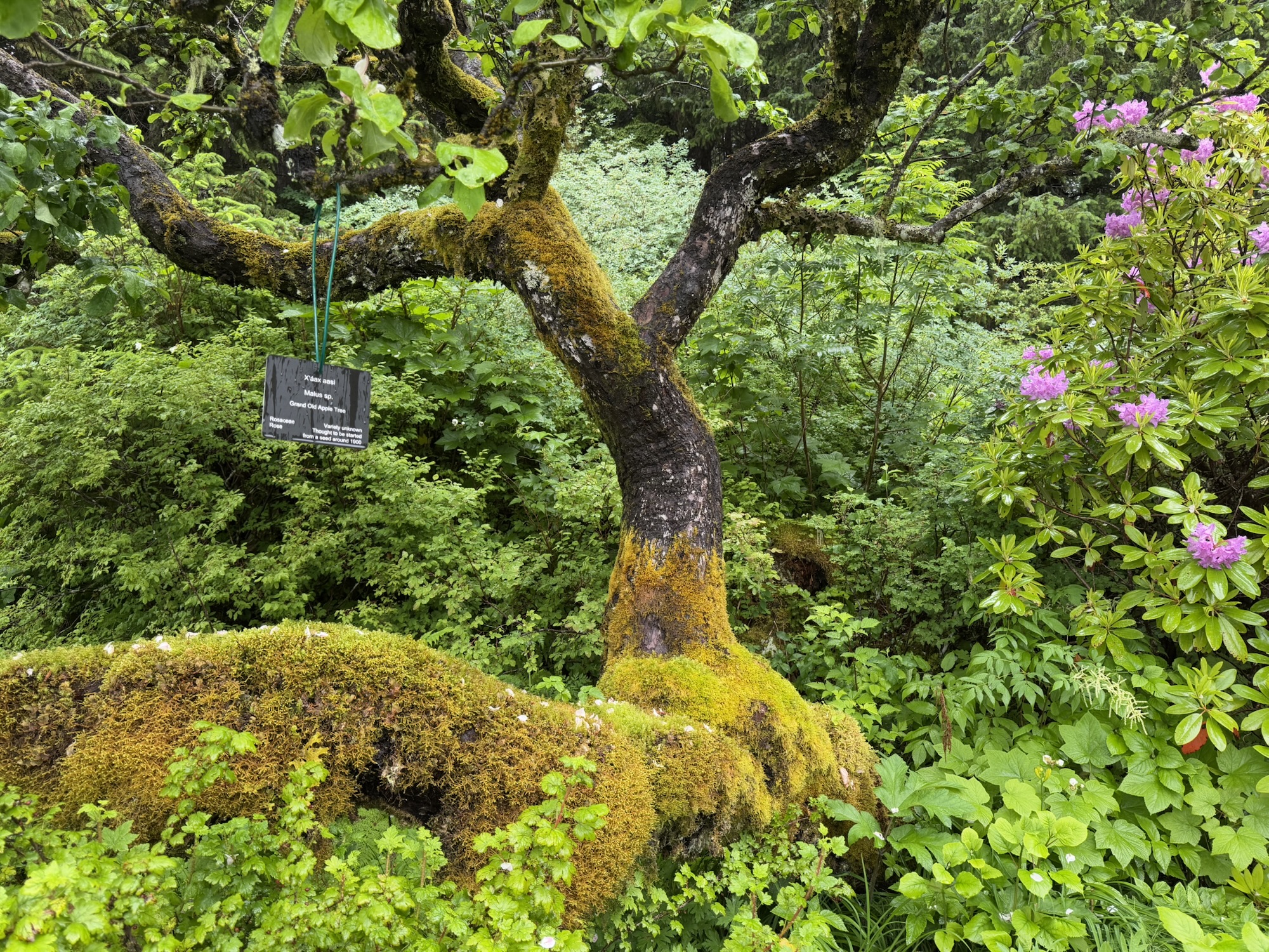 John Muir cover your eyes, nature’s assassin fancies himself a king