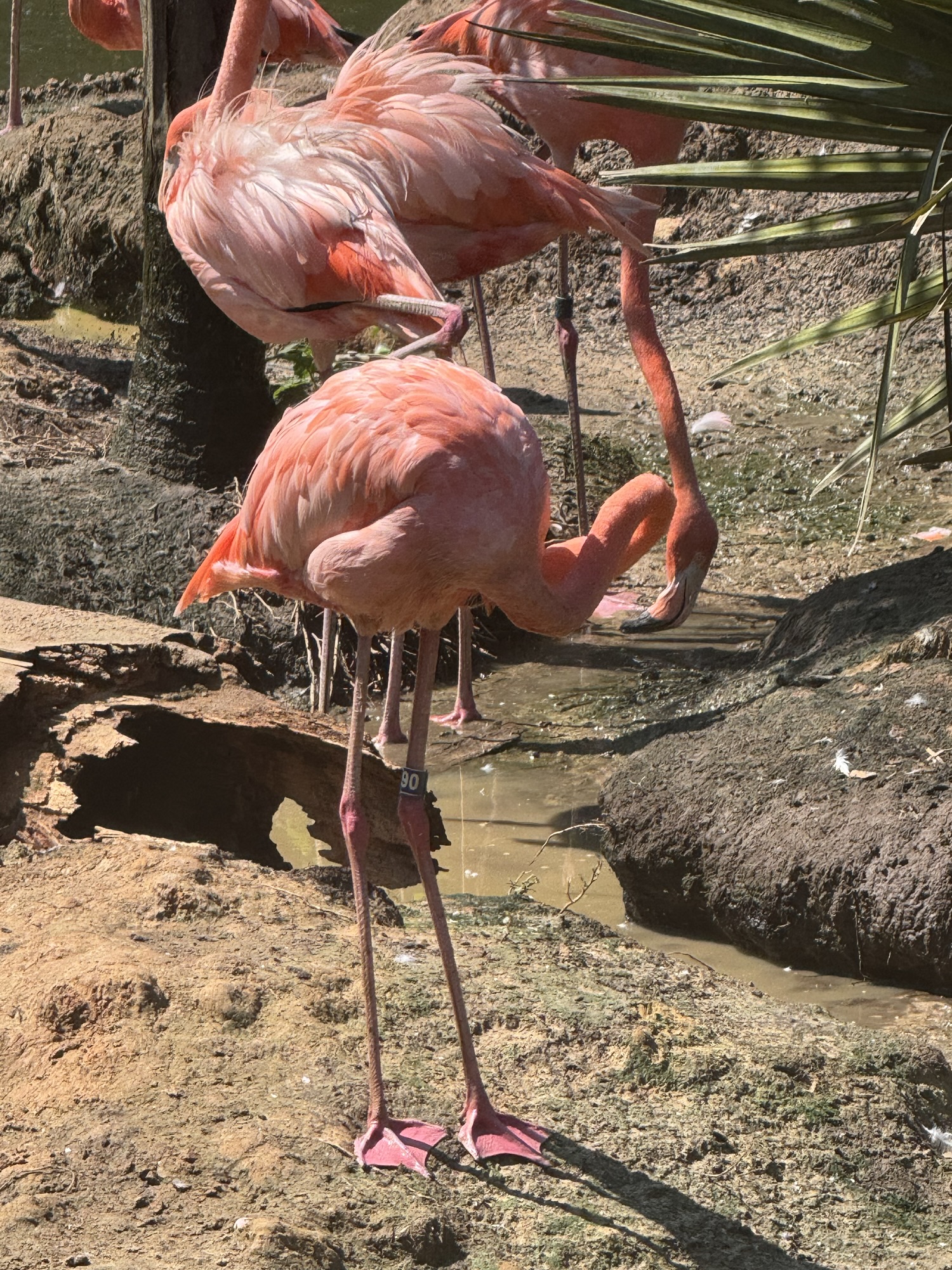 American Flamingo