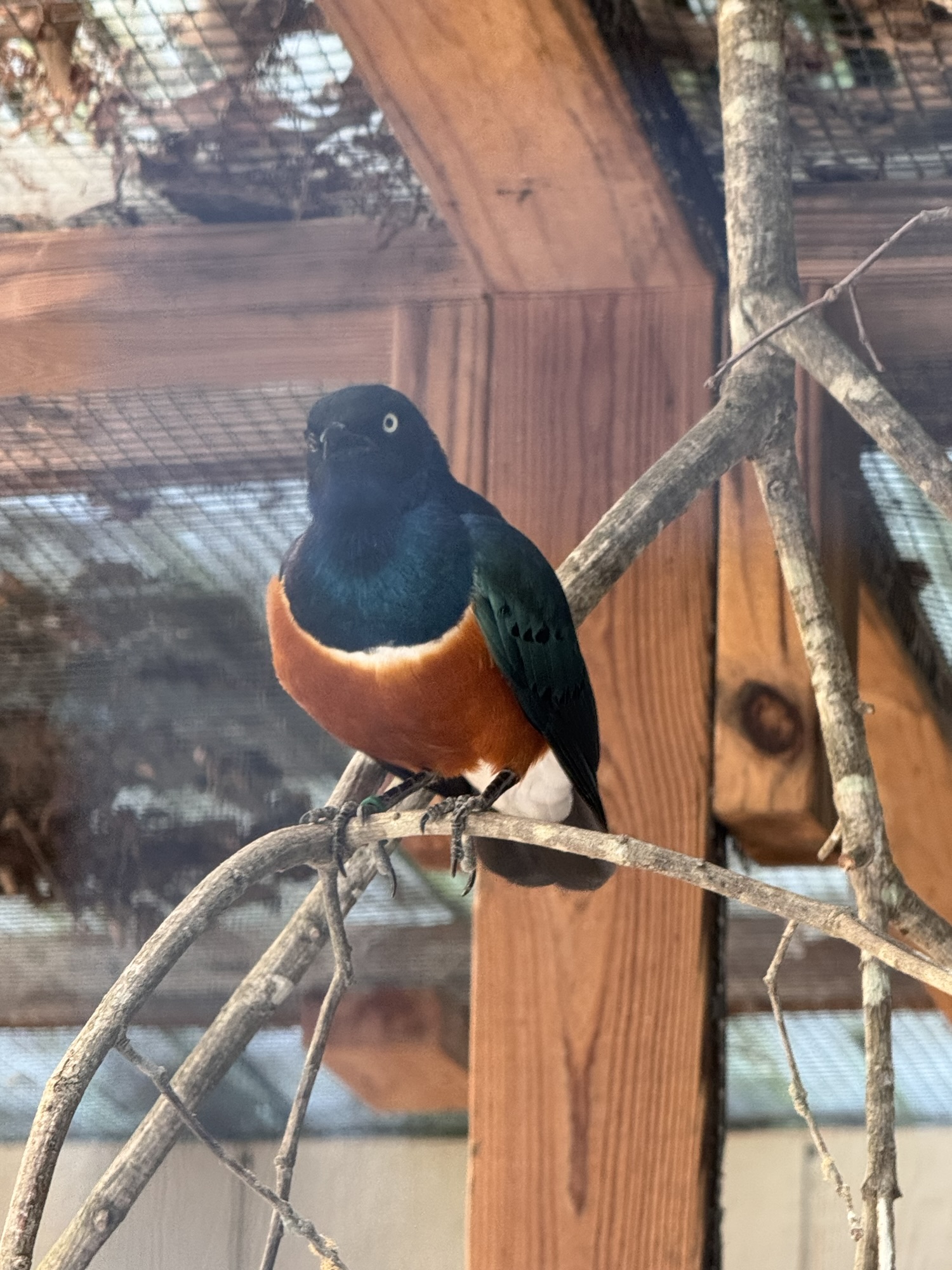 Superb Starling