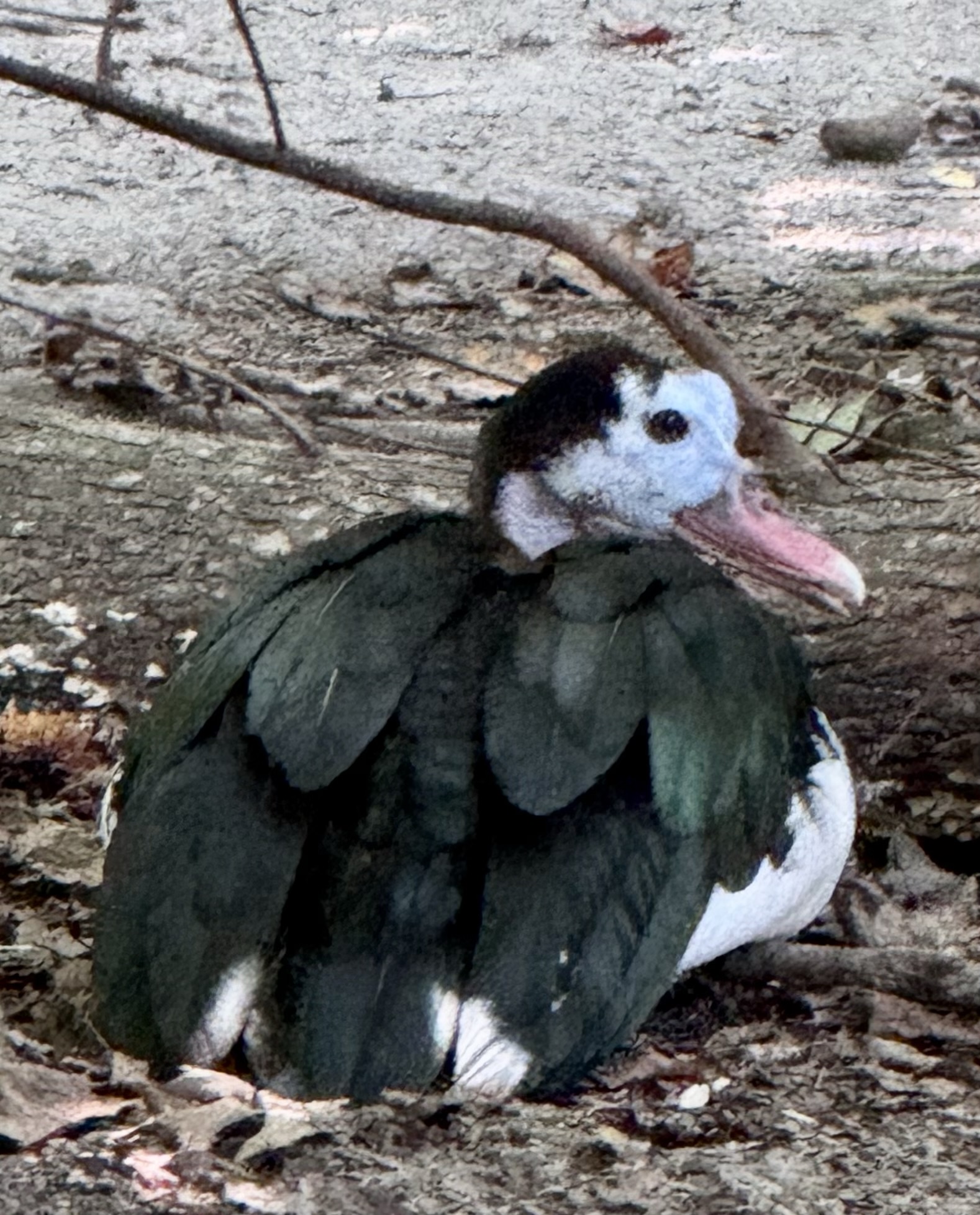 Spur Winged Goose