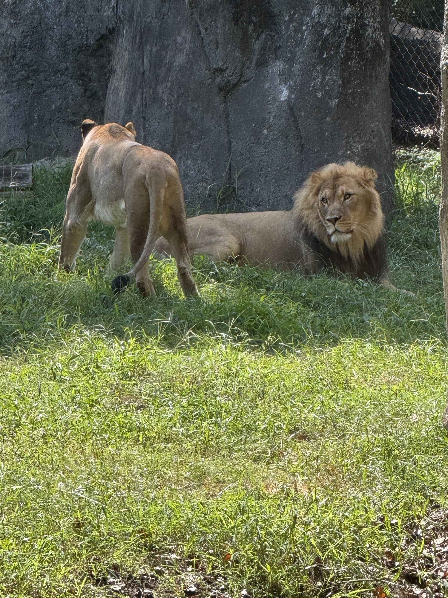 Lions Lost in Translation