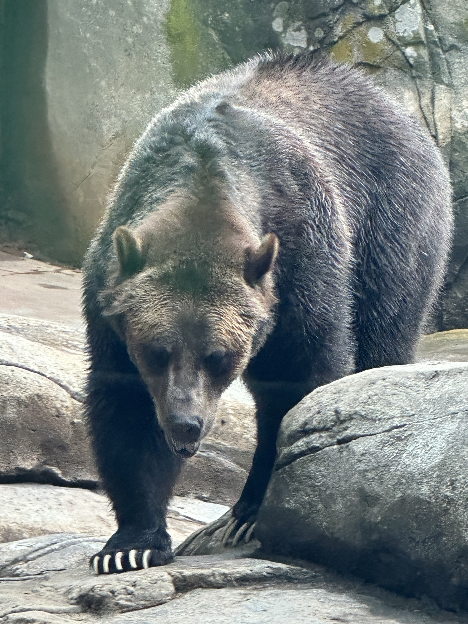 Brown Bear