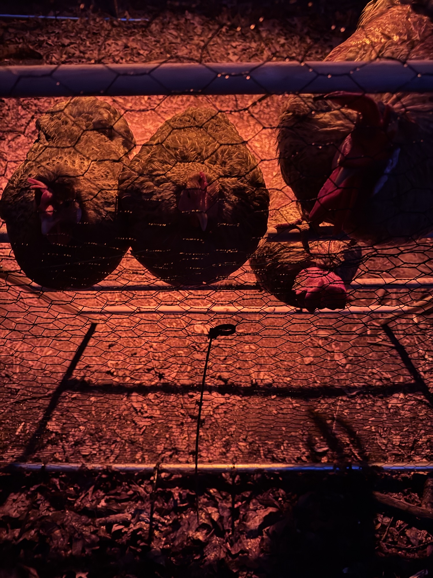 “He who has a why to live for can tolerate any how.”