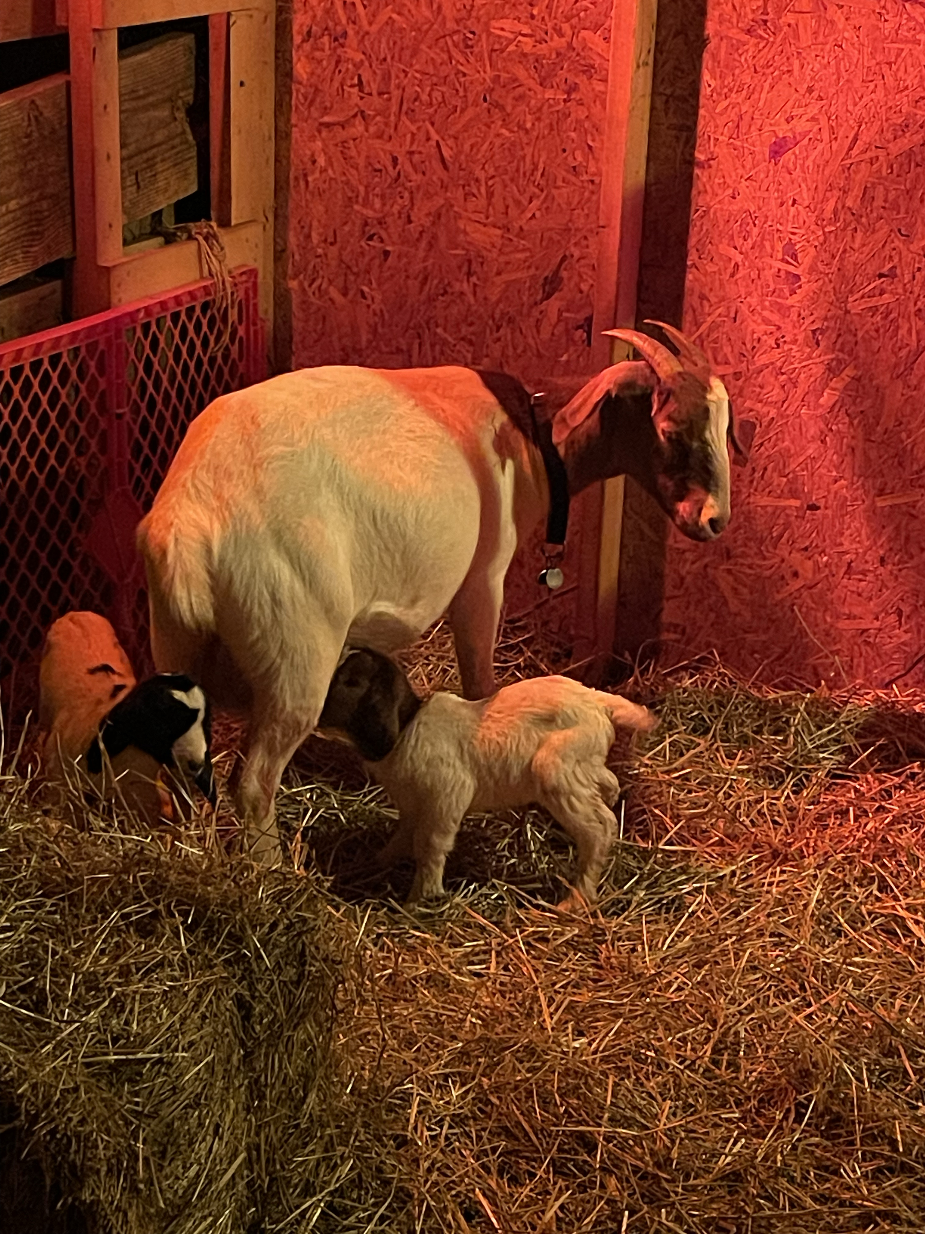 My Artemis Story (continued)