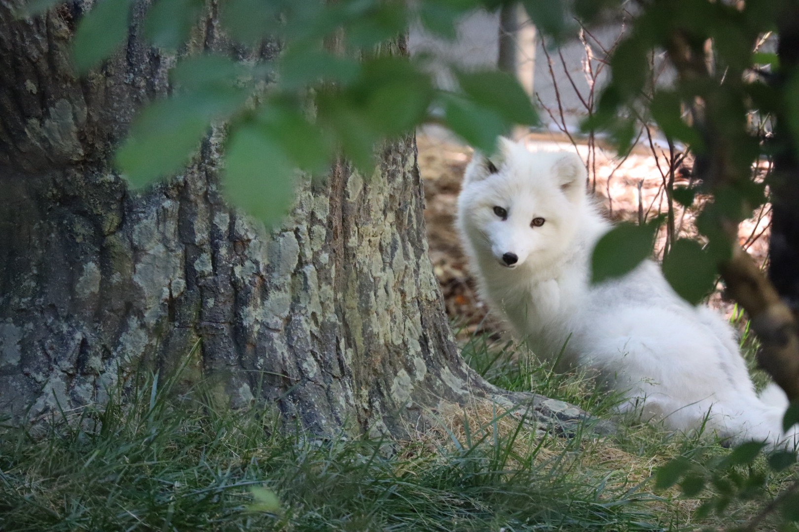 Vulpes lagopus