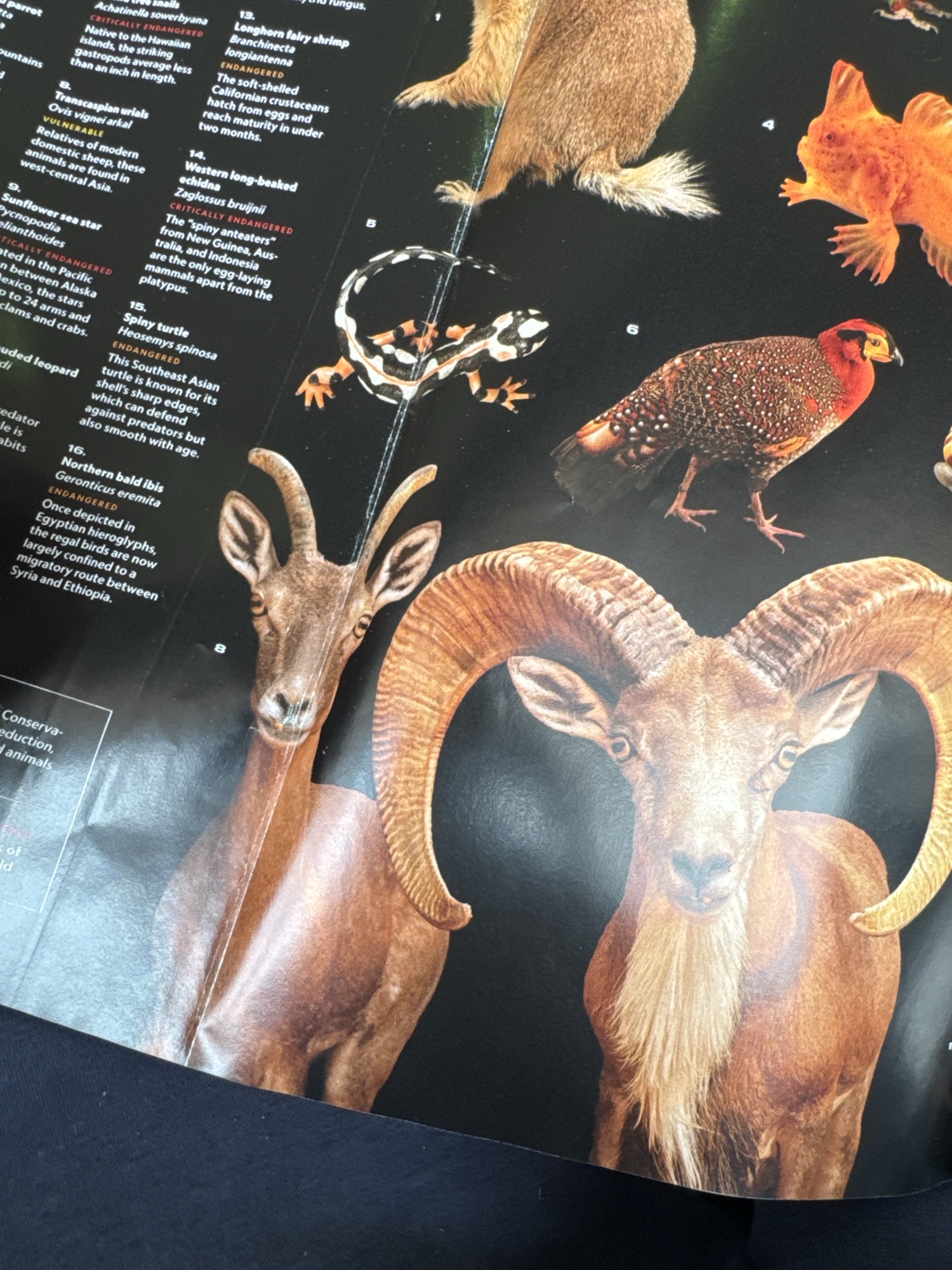 Transcaspian urials