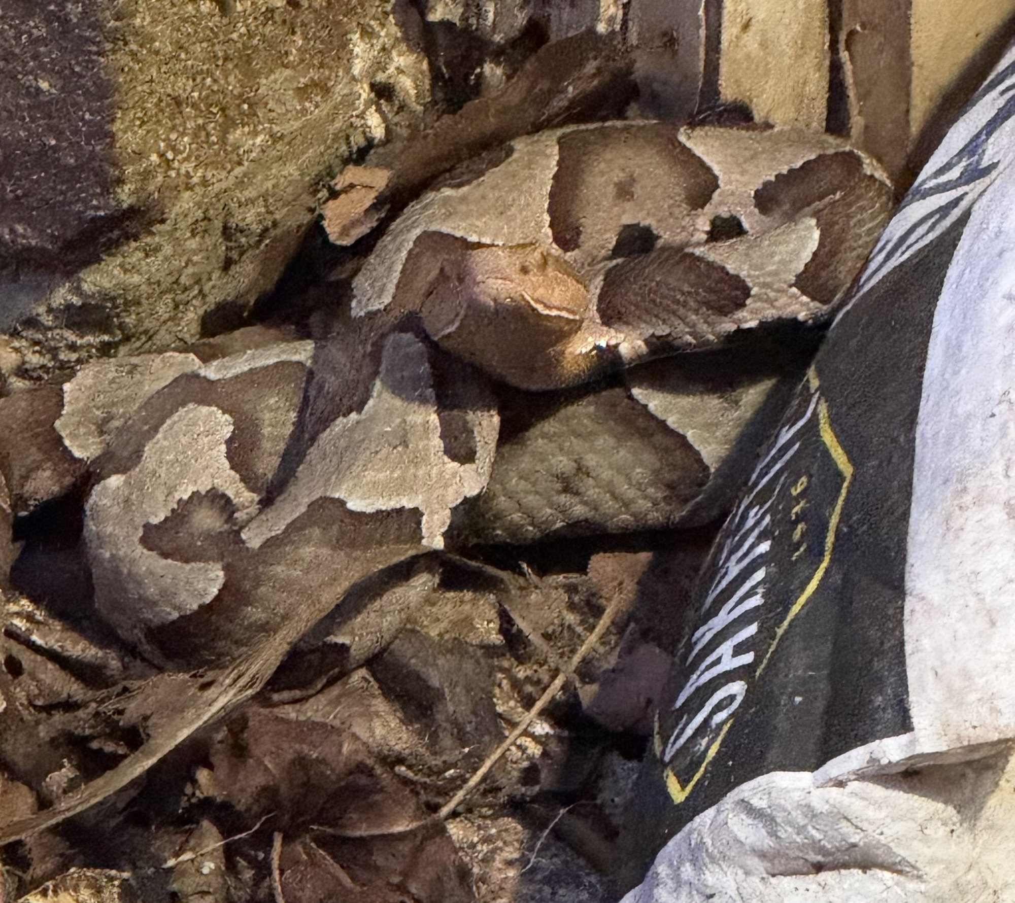 This Midterm Elections—Be A Copperhead