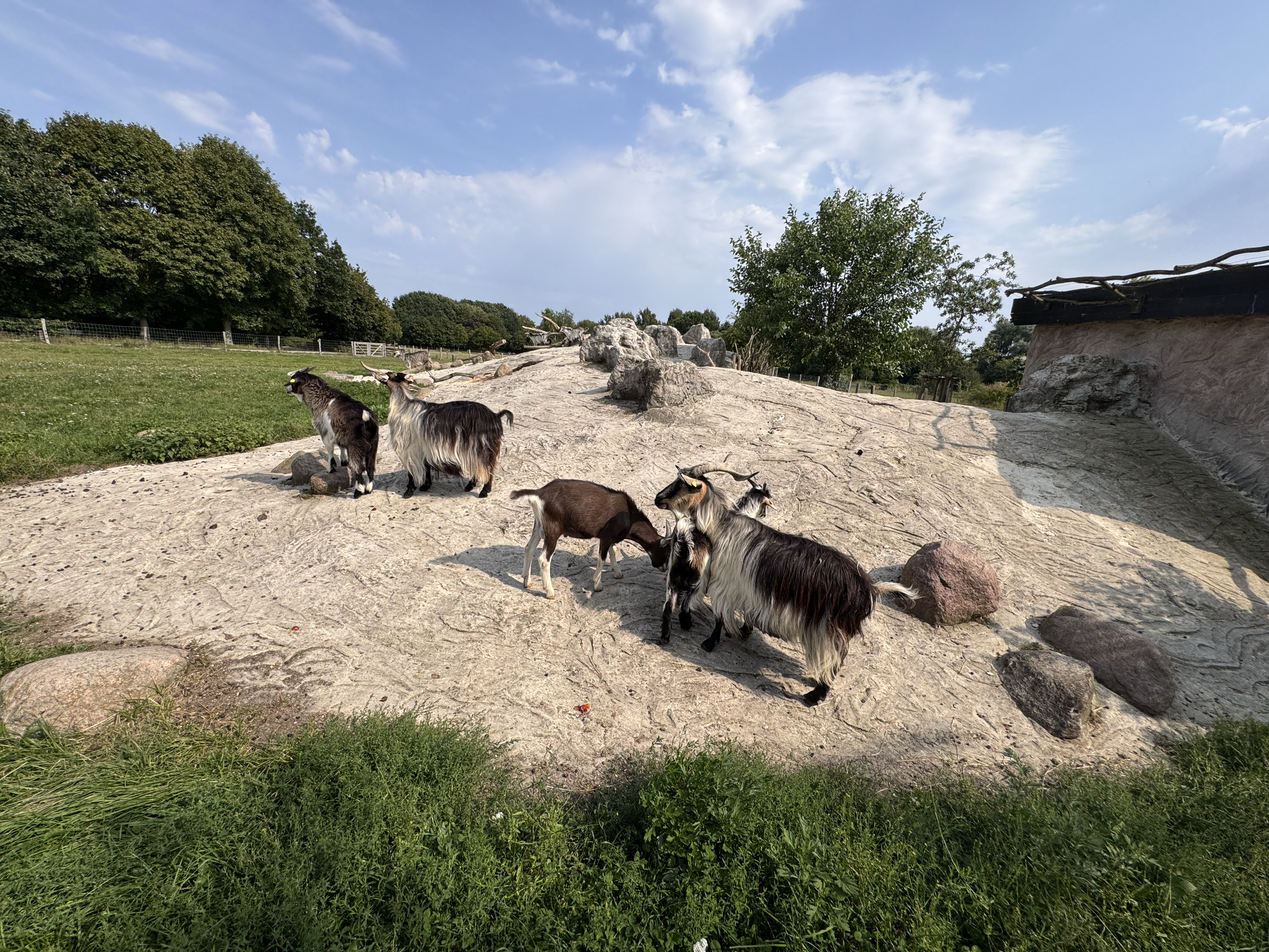 The Arche Warder Landschaftstierpark Dream